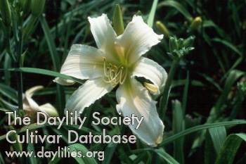 Daylily Ivelyn Brown